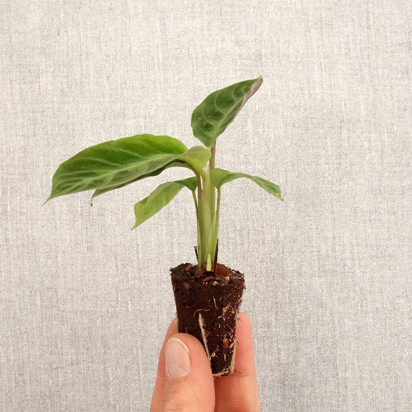 Exemplar von Calathea warscewiczii - Mini-motte Ø 3/4 cm wie im Frühjahr geliefert