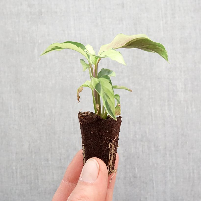 Exemplar von Calathea Yellow Fusion - Korbmaranten Mini-plante wie im Frühjahr geliefert