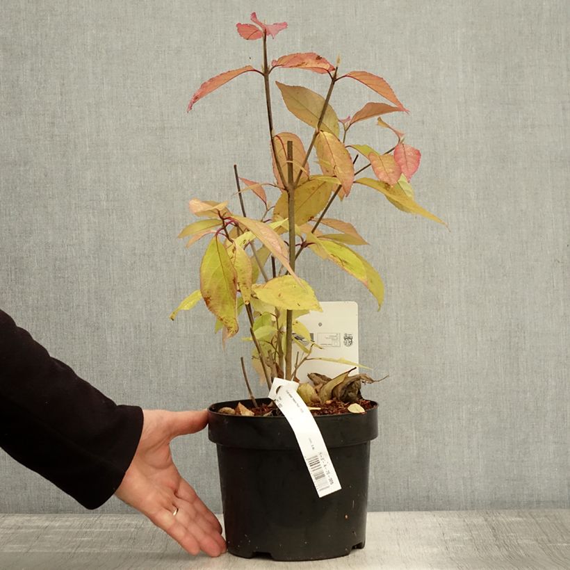 Exemplar von Liebesperlenstrauch Imperial Pearl - Callicarpa bodinieri Topf mit 3L/4L wie im Herbst geliefert