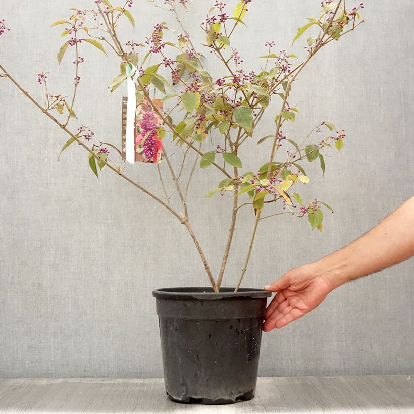 Exemplar von Liebesperlenstrauch Imperial Pearl - Callicarpa bodinieri Topf mit 7,5L/10L wie im Sommer geliefert
