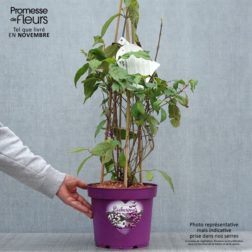 Exemplar von Liebesperlenstrauch Liebespaar - Callicarpa bodinieri Topf mit 7,5L/10L wie im Herbst geliefert