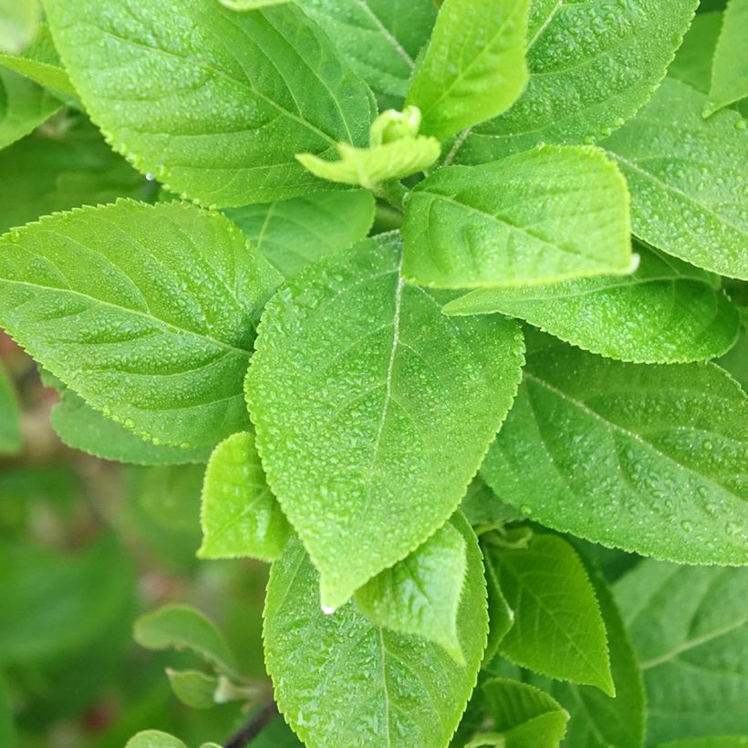 Liebesperlenstrauch Liebespaar - Callicarpa bodinieri (Laub)