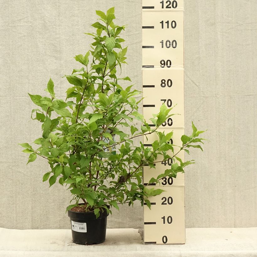 Exemplar von Liebesperlenstrauch Magical Snowstar - Callicarpa bodinieri Topf mit 3L/4L wie im Sommer geliefert