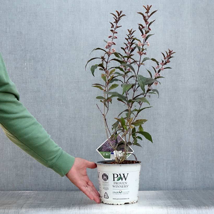 Exemplar von Liebesperlenstrauch Pearl Glam - Callicarpa bodinieri Topf mit 3L/4L wie im Sommer geliefert