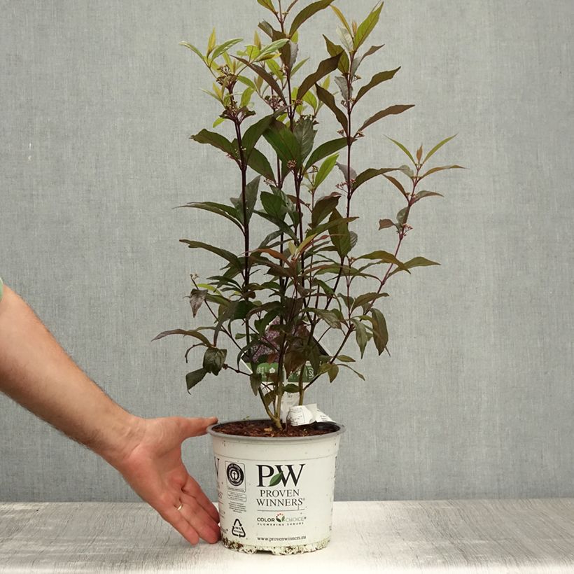 Exemplar von Liebesperlenstrauch Pearl Glam - Callicarpa bodinieri Topf mit 7,5L/10LGelieferte Höhe ca. 50/+cm wie im Sommer geliefert