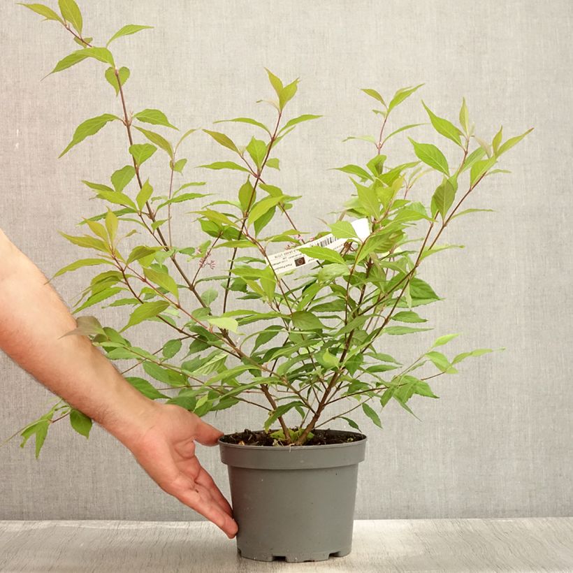 Exemplar von Purpur-Schönfrucht Cardinal - Callicarpa dichotoma Topf mit 2L/3L wie im Sommer geliefert