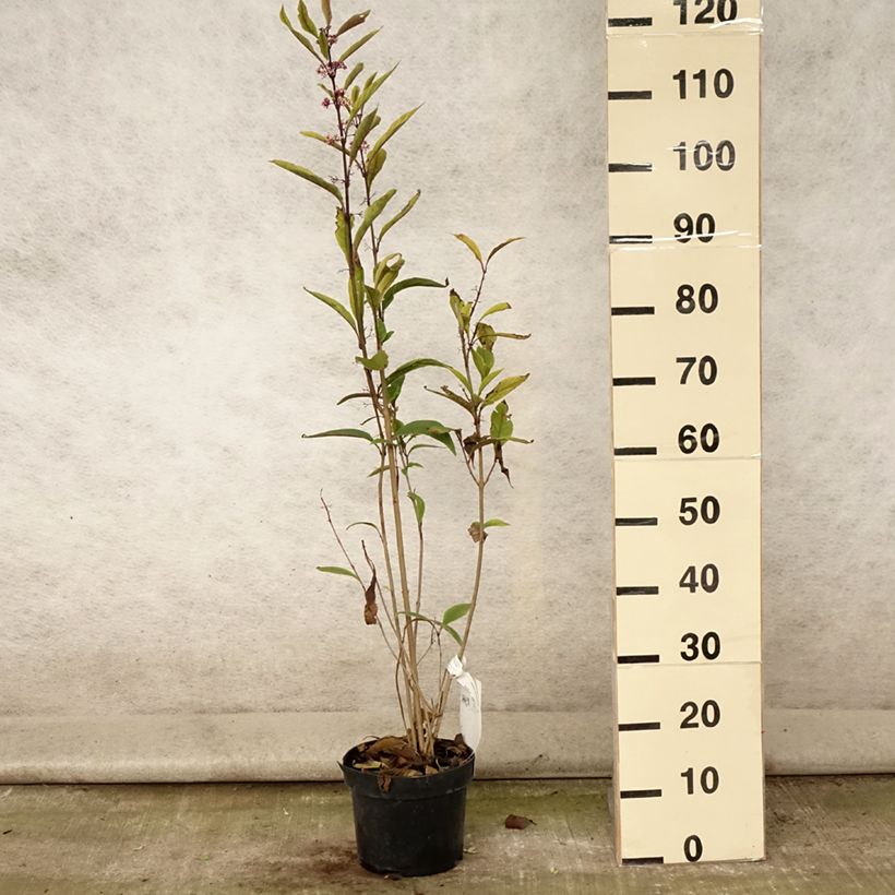 Exemplar von Herbstblühende Schönfrucht - Callicarpa kwangtungensis Topf mit 2L/3L wie im Sommer geliefert