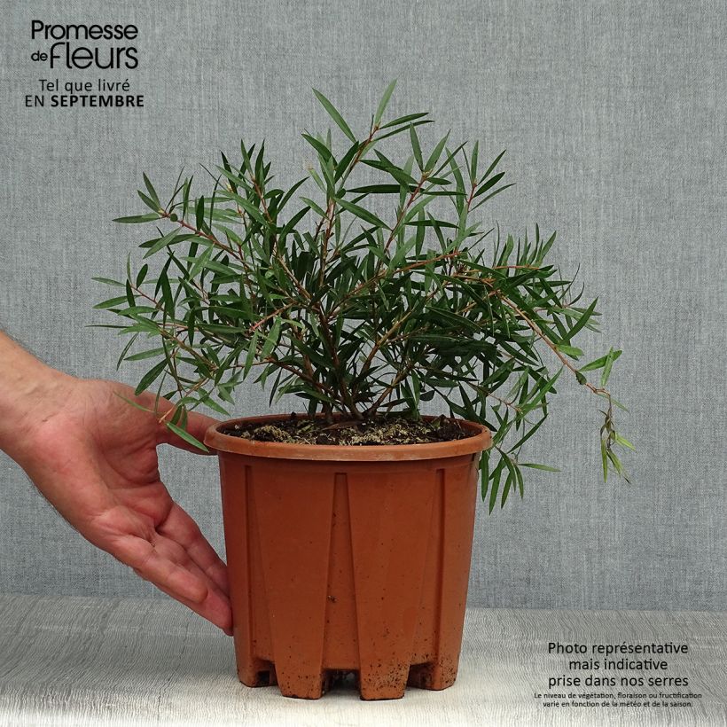 Exemplar von Callistemon citrinus Burgundy - Zylinderputzer Topf mit 3L/4L wie im Herbst geliefert