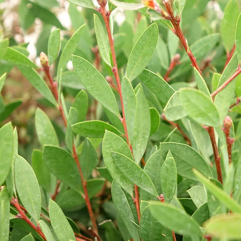 Callistemon citrinus Mauve Mist - Zylinderputzer (Laub)