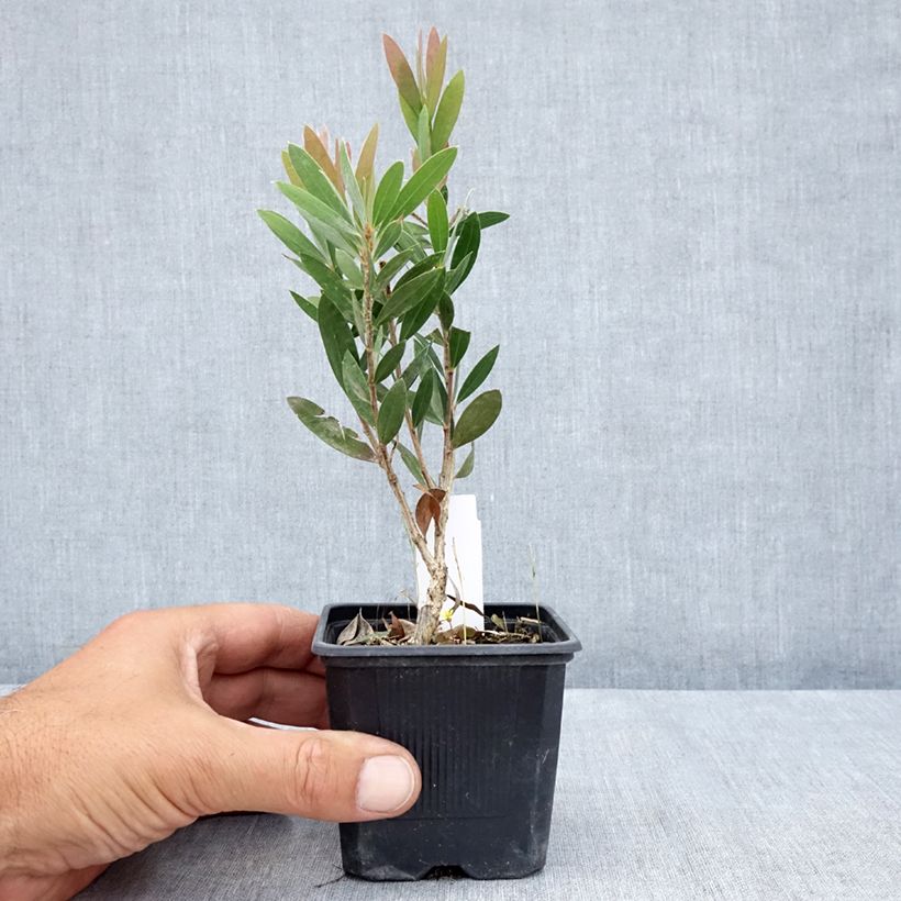 Exemplar von Callistemon viminalis Inferno - Zylinderputzer Kleine Töpfe von 8/9 cm wie im Sommer geliefert
