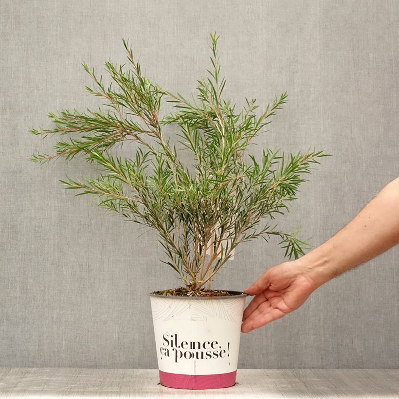 Exemplar von Callistemon rigidus - Zylinderputzer Topf mit 4L/5L wie im Sommer geliefert