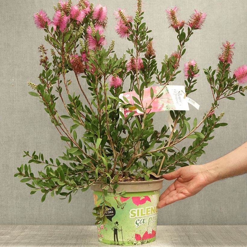 Exemplar von Callistemon viminalis Hot Pink - Zylinderputzer Topf mit 6L/7L wie im Sommer geliefert