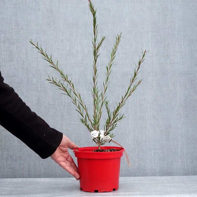 Exemplar von Callistemon hybrida Woodlander's Hardy - Zylinderputzer Topf mit 3L/4L wie im Winter geliefert