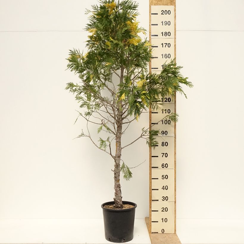 Exemplar von Calocedrus decurrens Aureovariegata - Kalifornische Flusszeder Topf mit 18L/20L wie im Frühjahr geliefert
