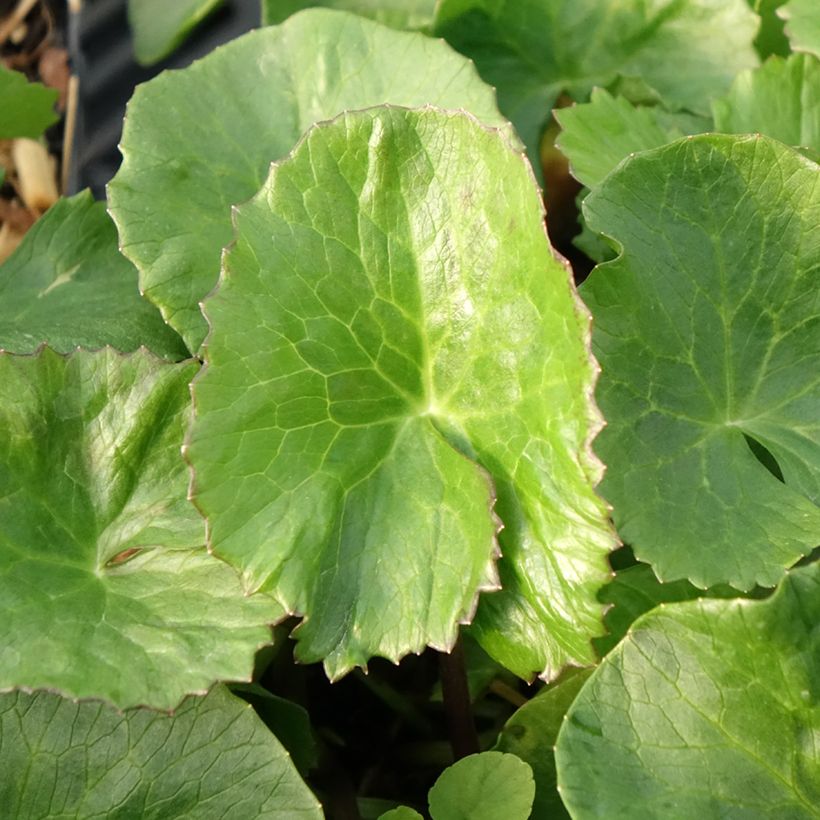 Caltha palustris Plena - Sumpf-Dotterblume (Laub)