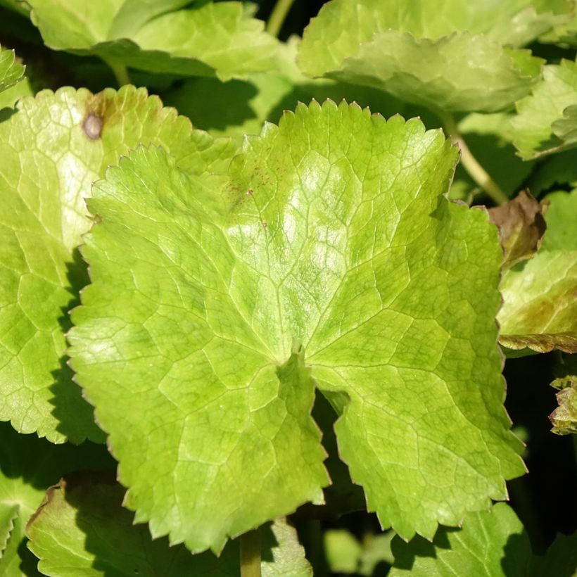 Caltha palustris var. alba - Sumpf-Dotterblume (Laub)