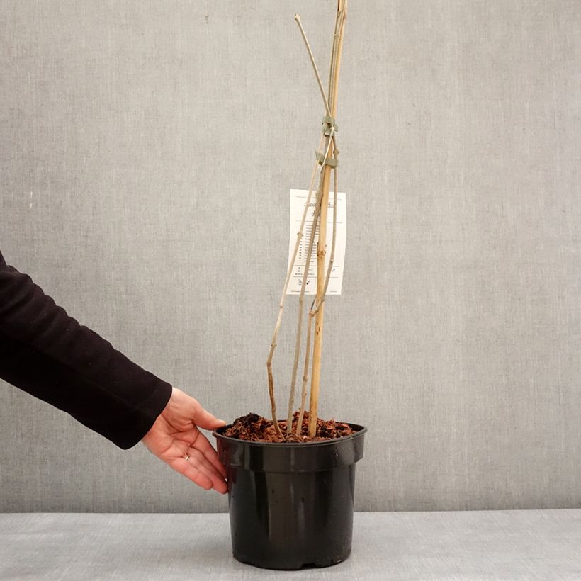 Exemplar von Calycanthus chinensis -Chinesische Wachsstrauch Topf mit 4L/5L wie im Winter geliefert