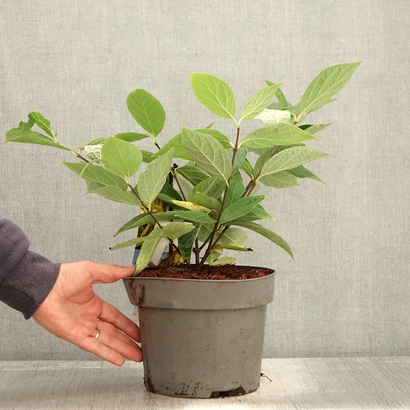 Exemplar von Calycanthus floridus Athens - Echter Gewürzstrauch Topf mit 3L/4L wie im Herbst geliefert