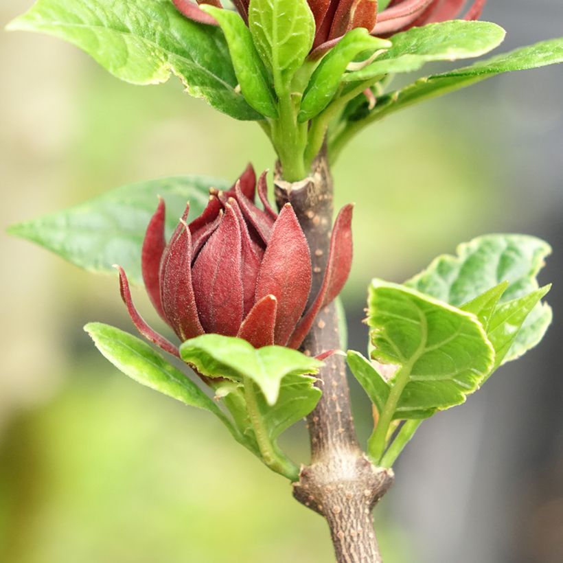 Calycanthus floridus Michael Lindsay - Echter Gewürzstrauch (Blüte)
