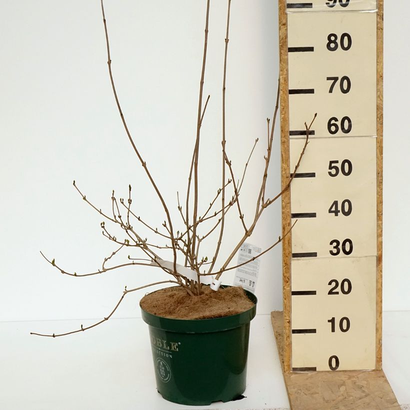 Exemplar von Calycanthus raulstonii Venus - Gewürzstrauch Topf mit 7,5L/10LGelieferte Höhe ca. 60/70cm wie im Frühjahr geliefert
