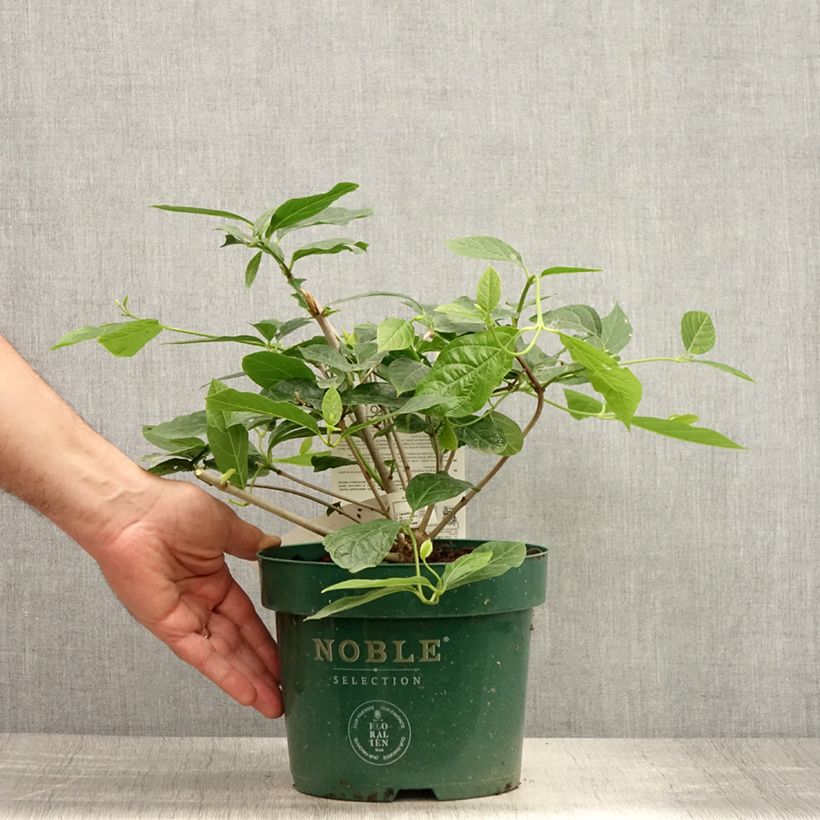 Exemplar von Calycanthus raulstonii Venus - Gewürzstrauch Topf mit 3L/4L wie im Sommer geliefert