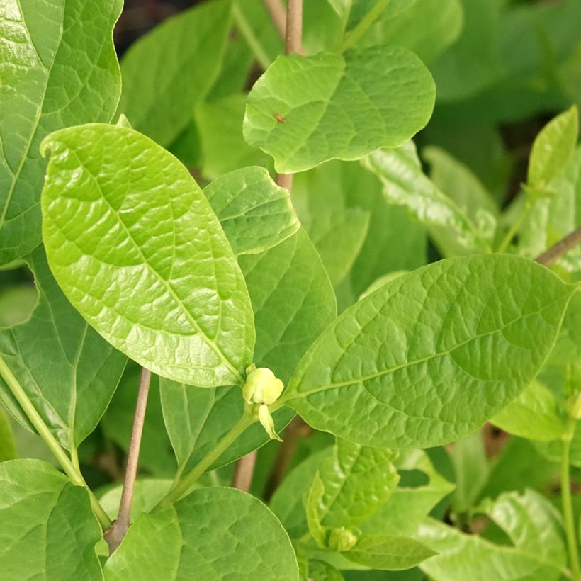 Calycanthus raulstonii Venus - Gewürzstrauch (Laub)