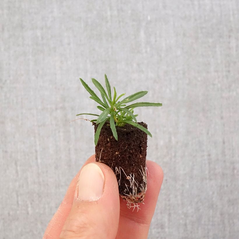 Exemplar von Calylophus serrulatus Superlophus Yellow - Strauchige Nachtkerze Mini-Plug Ø 3/4 cm wie im Frühjahr geliefert