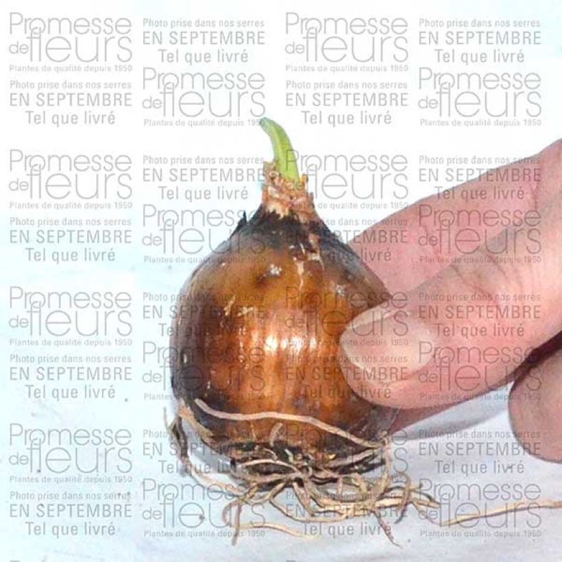 Beispiel eines Exemplars von Camassia leichtlinii Sacajawea - Prärielilie Zwiebel Kaliber/Größe 14+ wie geliefert
