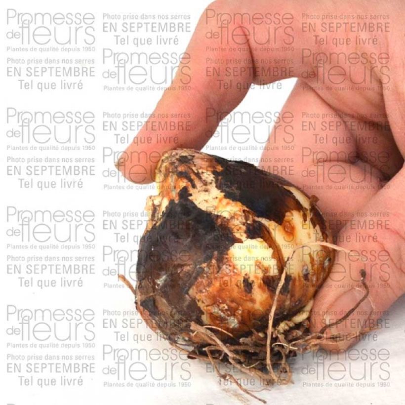 Beispiel eines Exemplars von Camassia leichtlinii Semiplena - Prärielilie Zwiebel Kaliber/Größe 12+ wie geliefert