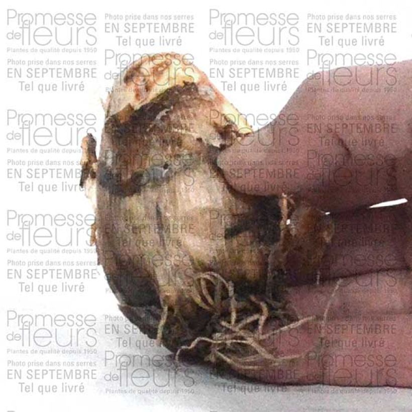 Beispiel eines Exemplars von Camassia cusickii Zwanenburg - Prärielilie Zwiebel Kaliber/Größe 14/16 wie geliefert