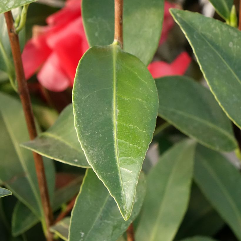 Camellia 1001 Summer Nights Jasmine - Japanische Kamelie (Laub)