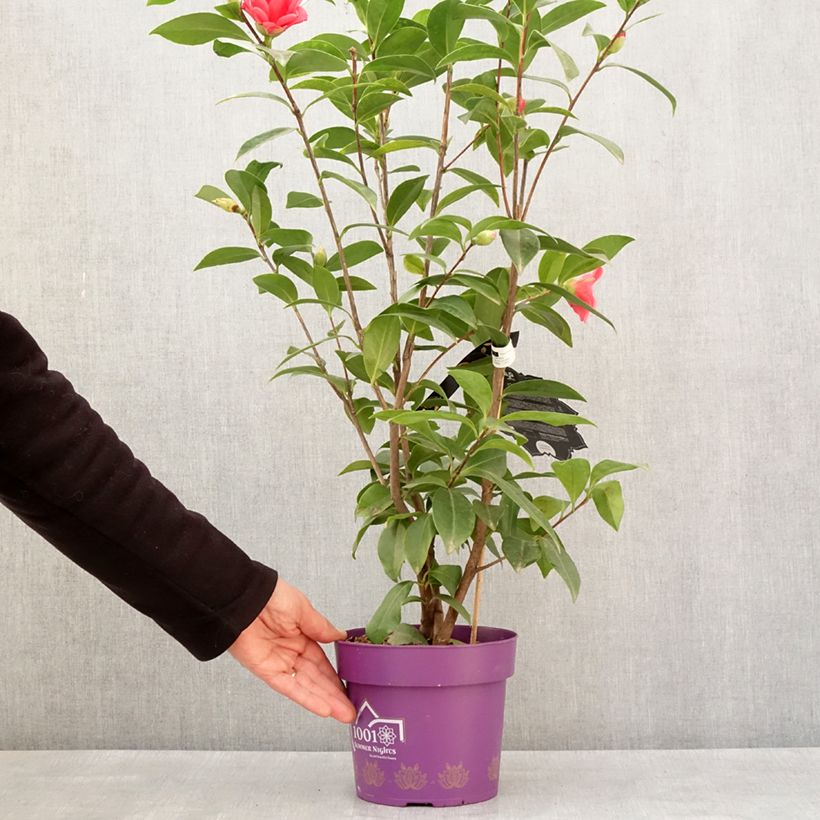 Exemplar von Camellia 1001 Summer Nights Jasmine - Japanische Kamelie Topf mit 3L/4L wie im Winter geliefert