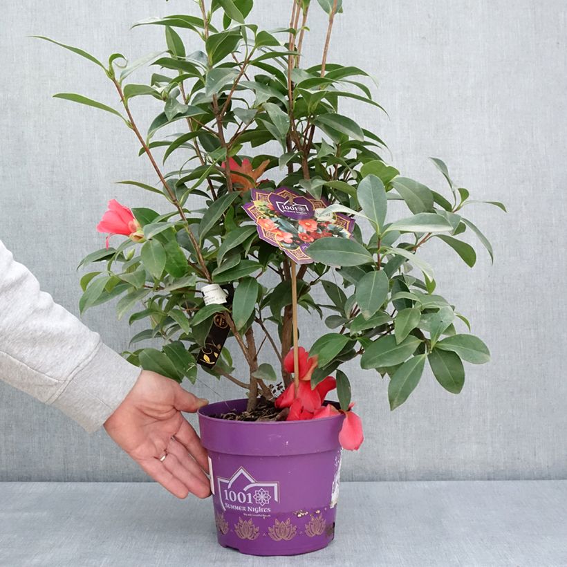 Exemplar von Camellia 1001 Summer Nights Jasmine - Japanische Kamelie Topf mit 3L/4L wie im Frühjahr geliefert