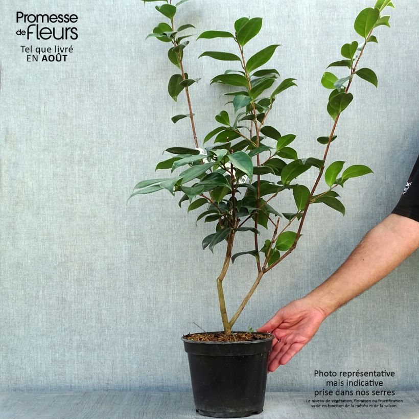 Exemplar von Camellia Adolphe Audusson - Japanische Kamelie Topf mit 4L/5L wie im Sommer geliefert