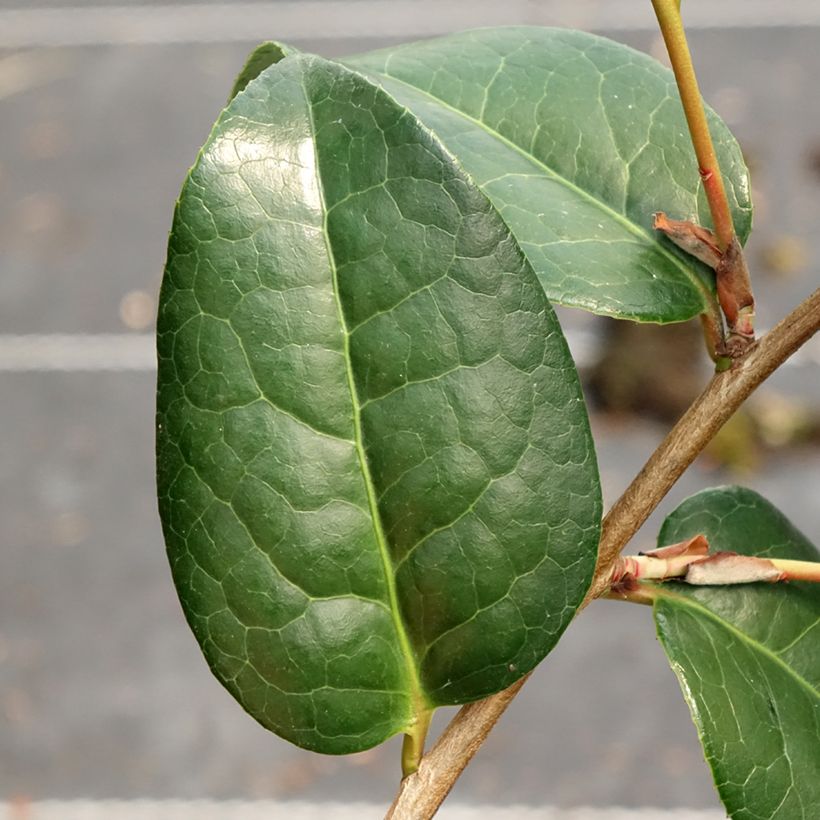Camellia williamsii Anticipation - Kamelie (Laub)