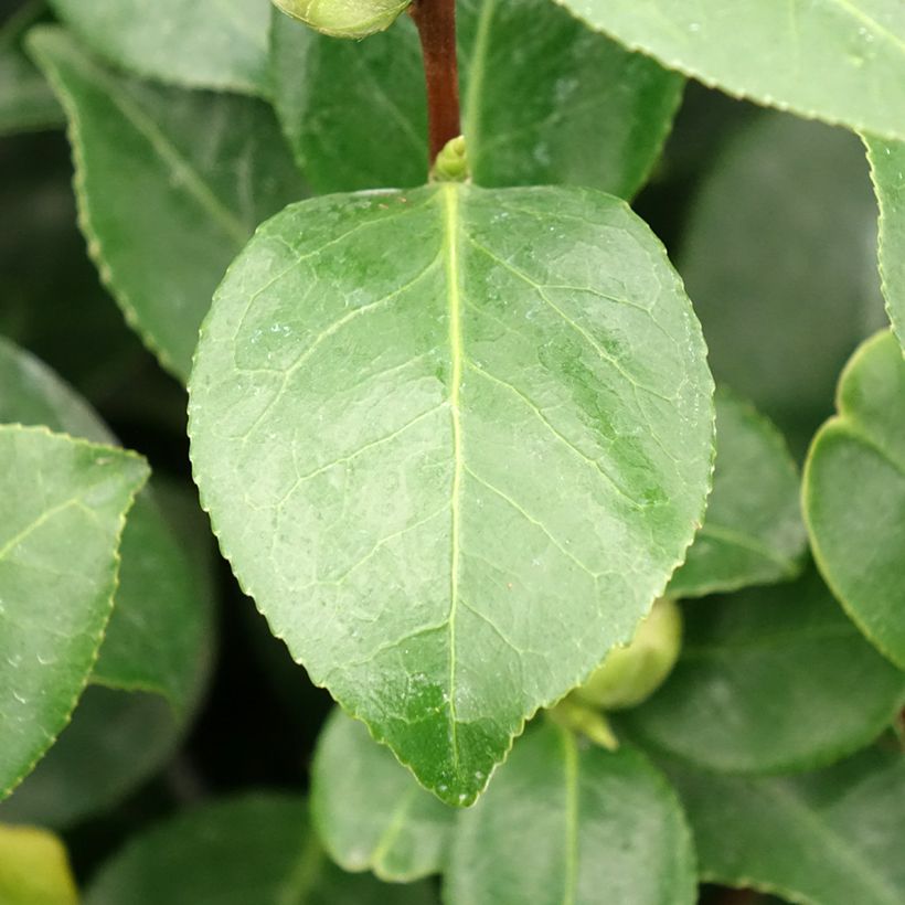 Camellia Bonomiana - Japanische Kamelie (Laub)