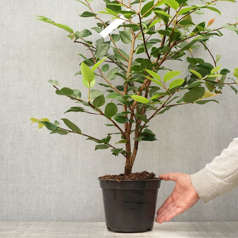 Exemplar von Camellia lutchuensis High Fragrance - Kamelie Topf mit 3L/4L wie im Sommer geliefert