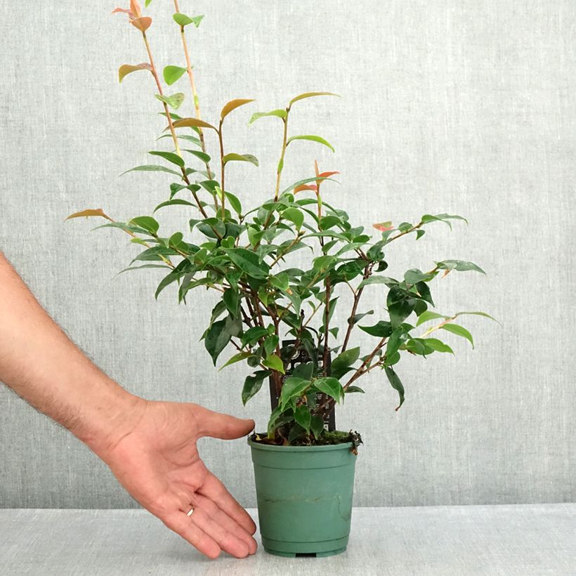 Exemplar von Camellia Spring Festival - Kamelie Topf 12 cm / 13 cm wie im Sommer geliefert
