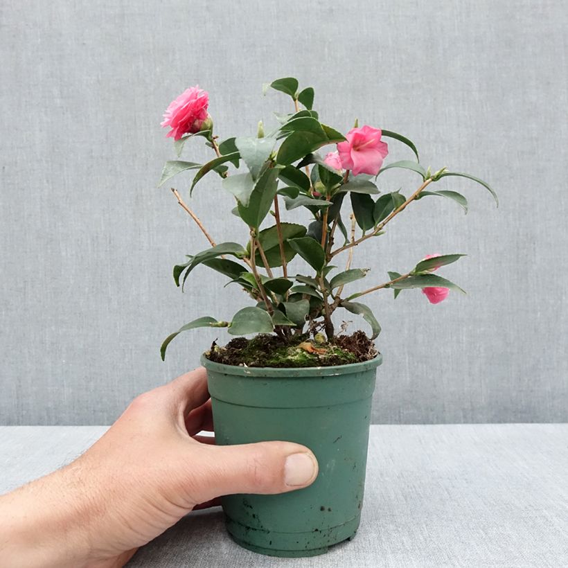 Exemplar von Camellia Spring Festival - Kamelie Topf 12 cm / 13 cmGelieferte Höhe ca. 20/30cm wie im Frühjahr geliefert