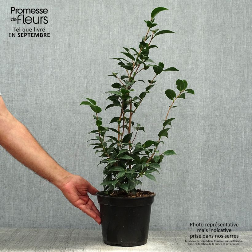 Exemplar von Camellia Spring Festival - Kamelie Topf mit 3L/4L wie im Herbst geliefert