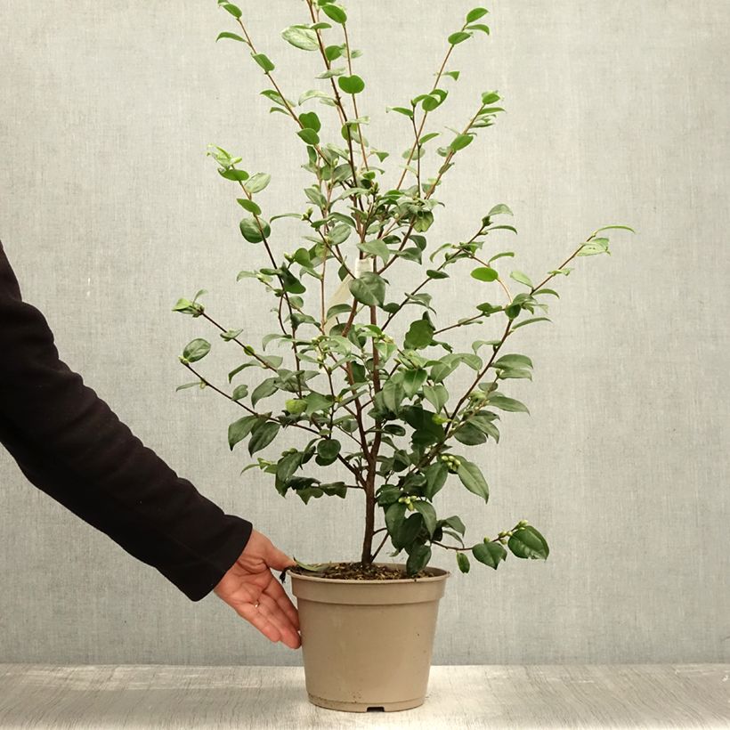 Exemplar von Camellia lutchuensis Koto No Kaori - Kamelie Topf mit 4L/5L wie im Herbst geliefert