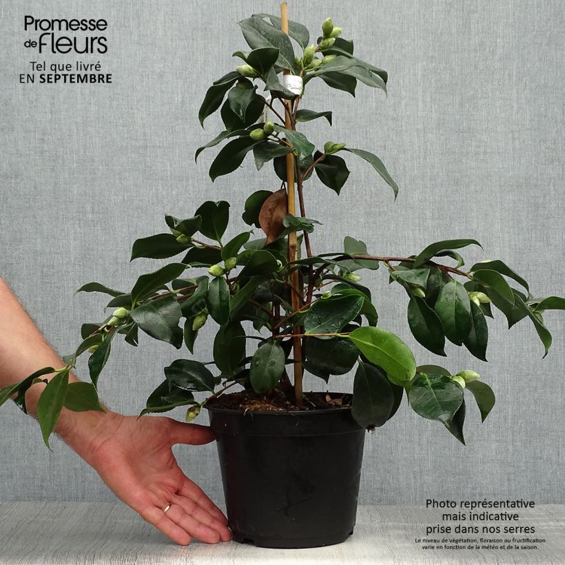 Exemplar von Camellia chandleri Elegans - Japanische Kamelie Topf mit 4L/5L wie im Herbst geliefert