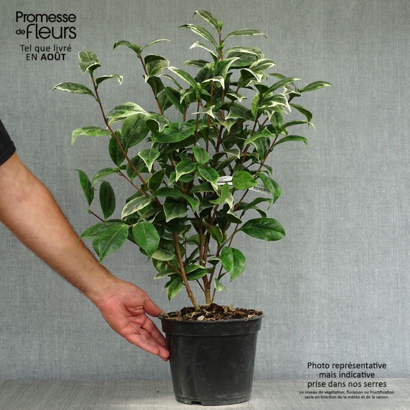 Exemplar von Camellia Kerguelen - Japanische Kamelie Topf mit 4L/5L wie im Sommer geliefert