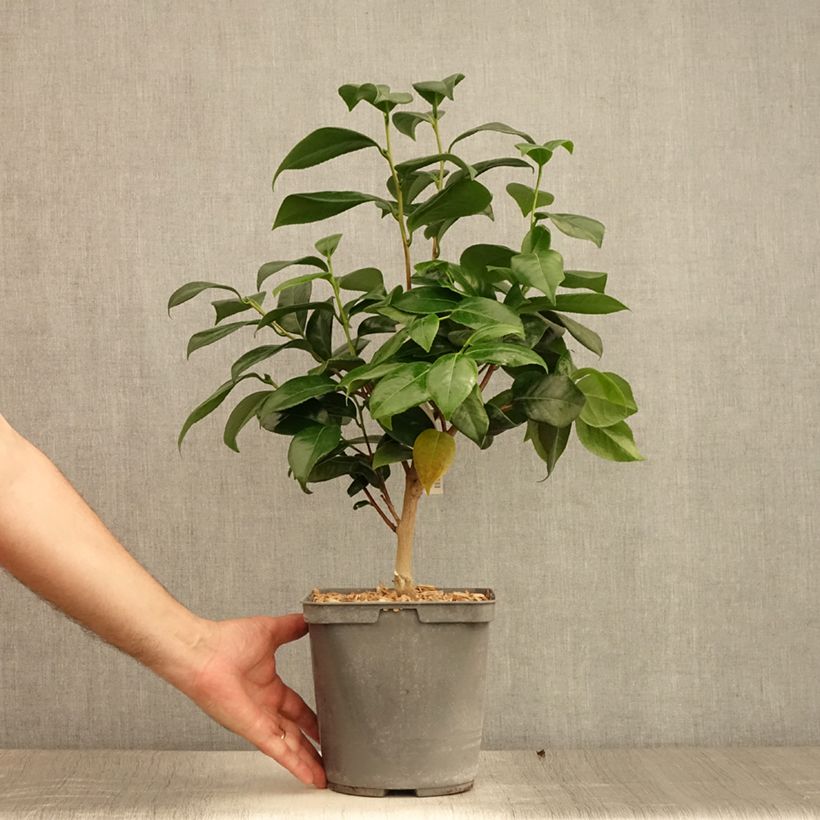 Exemplar von Camellia Nuccio's Jewel - Japanische Kamelie Topf mit 3L/4L wie im Sommer geliefert
