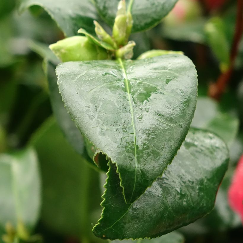 Camellia Comte de Gomer - Japanische Kamelie (Laub)