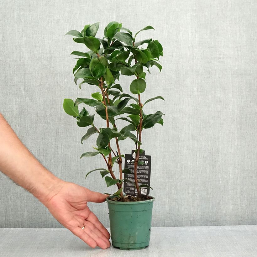 Exemplar von Camellia Comte de Gomer - Japanische Kamelie Topf 12 cm / 13 cm wie im Sommer geliefert