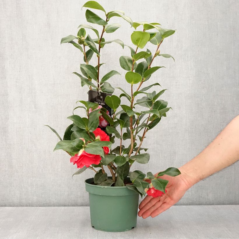 Exemplar von Camellia Comte de Gomer - Japanische Kamelie Topf mit 2L/3LGelieferte Höhe ca. 40/60cm wie im Frühjahr geliefert