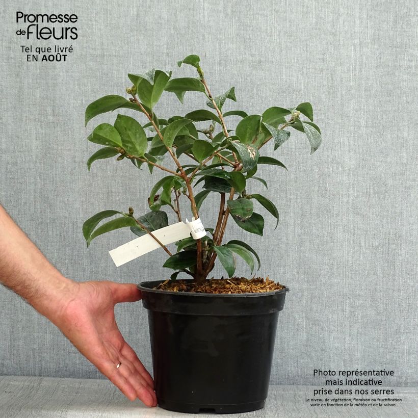 Exemplar von Camellia Coquetti - Japanische Kamelie Topf mit 4L/5L wie im Sommer geliefert