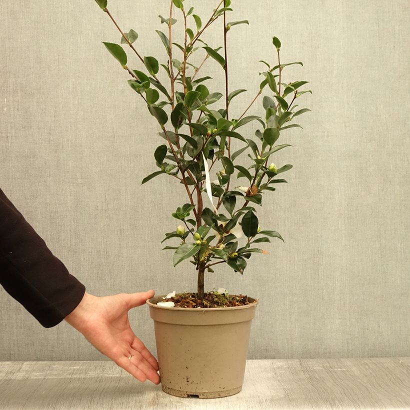 Exemplar von Camellia sasanqua Narumi Gaita - Herbstblühende Kamelie Topf mit 4L/5L wie im Herbst geliefert