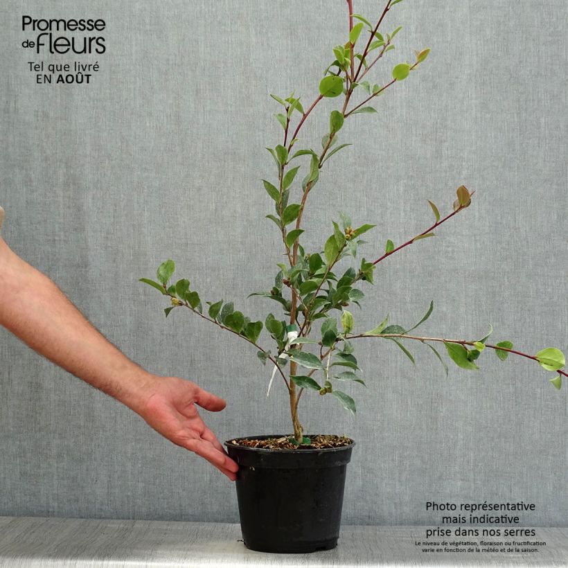 Exemplar von Camellia sasanqua Choji Guruma - Herbstblühende Kamelie Topf mit 4L/5L wie im Sommer geliefert